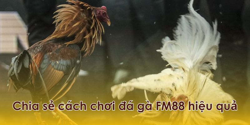 Chia sẻ cách chơi đá gà FM88 hiệu quả.