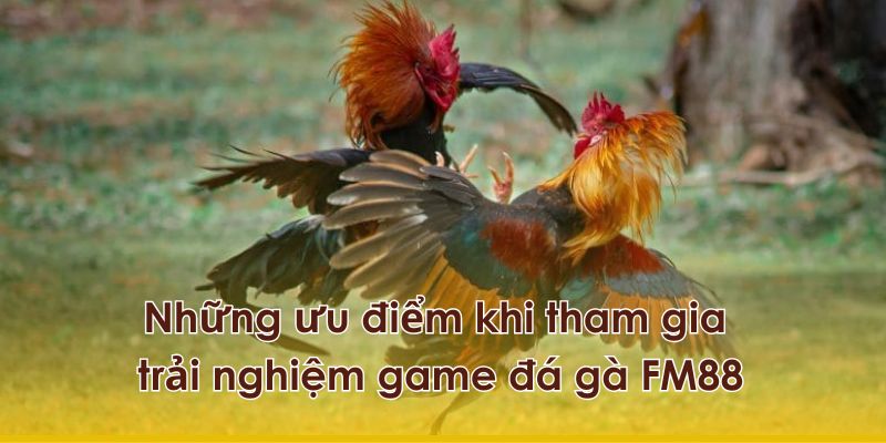 Ưu điểm khi tham gia trải nghiệm game đá gà FM88.